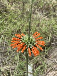 Leonotis nepetifolia image