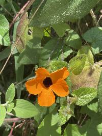 Thunbergia alata image