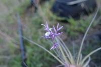Tillandsia straminea image