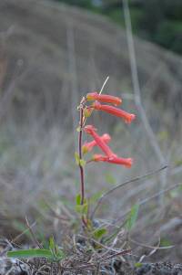 Media resource of Sinningia warmingii