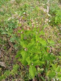 Ageratum conyzoides image