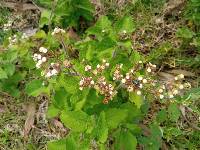 Ageratum conyzoides image