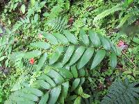 Bomarea distichifolia image