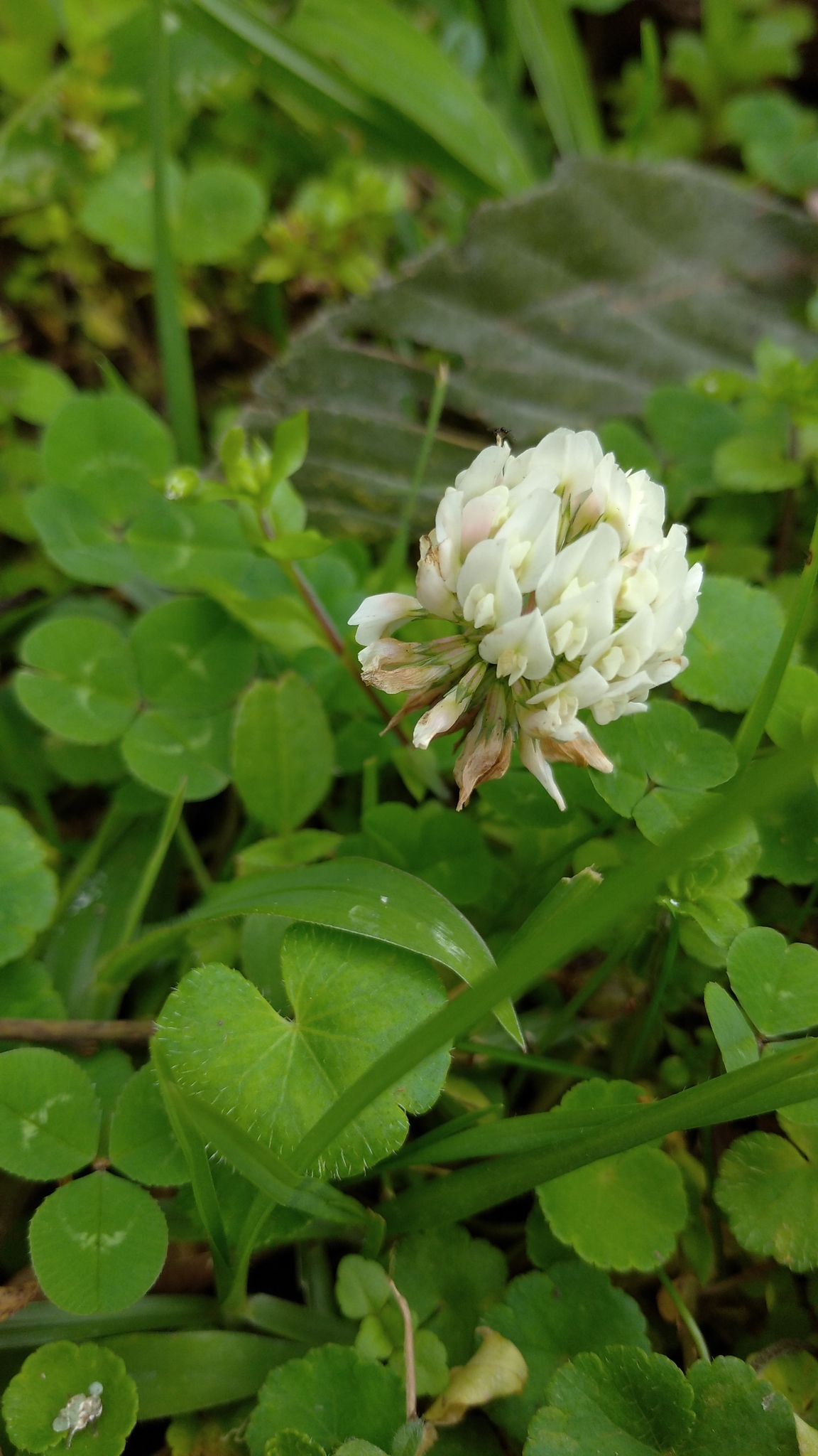 Trifolium image
