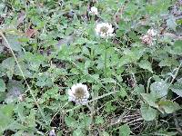 Trifolium repens image