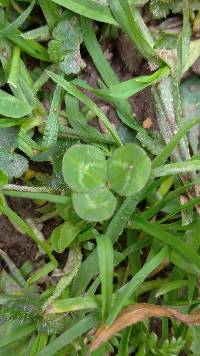 Trifolium repens image