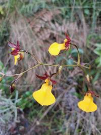 Cyrtochilum aureum image