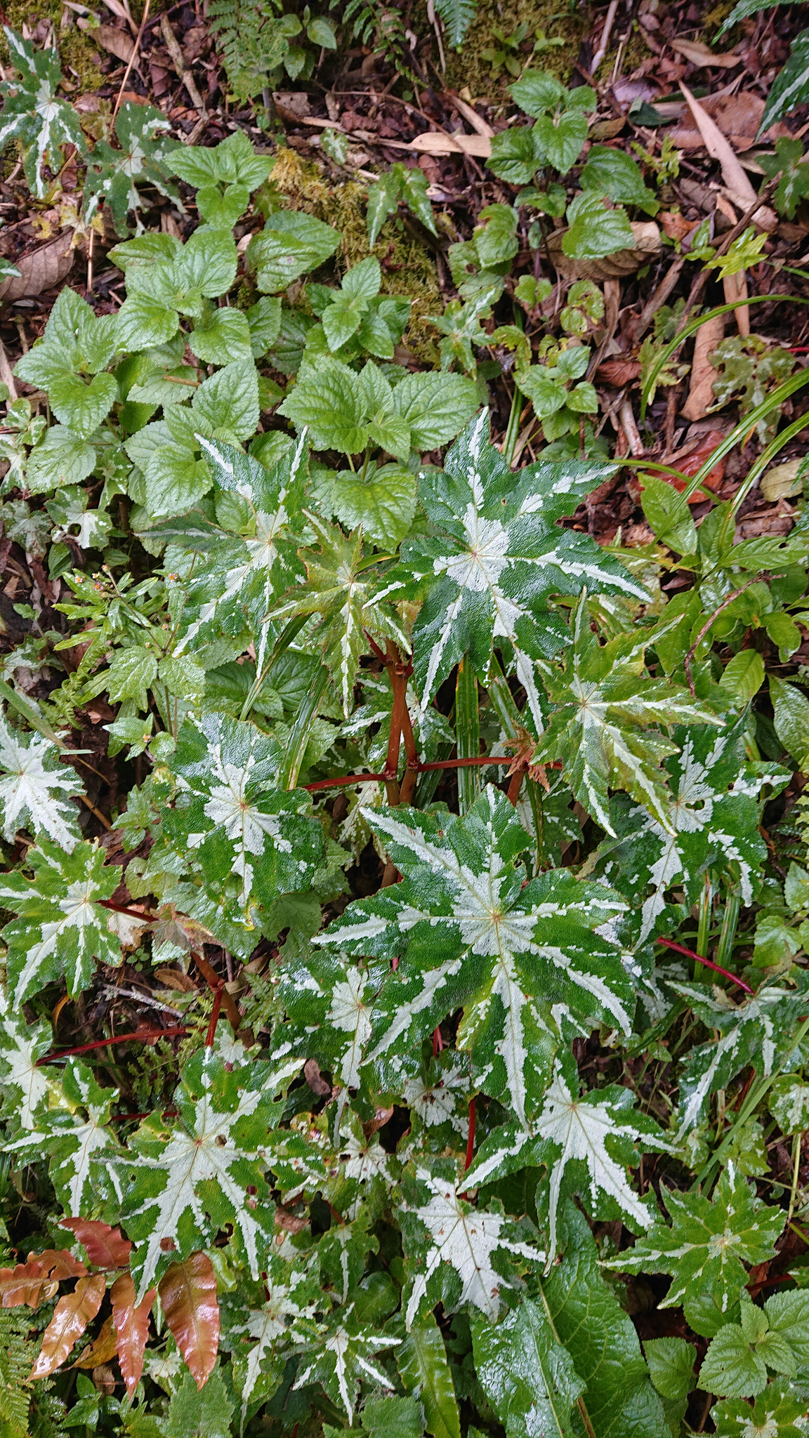 Begonia acerifolia image