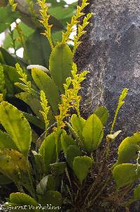 Media resource of Acianthera tricarinata