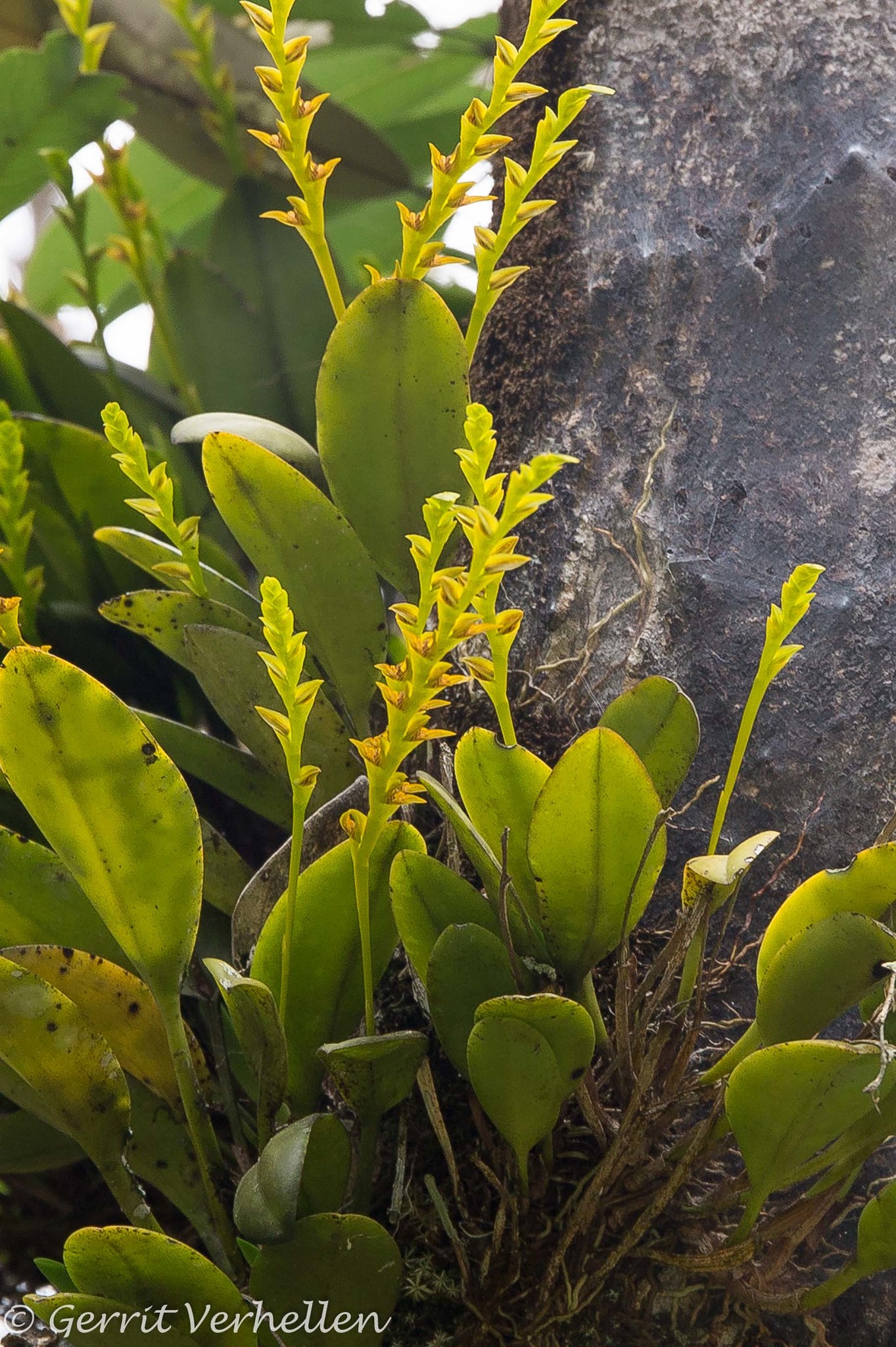 Acianthera image