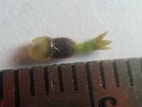 Media resource of Hymenostephium rivularis