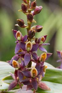 Media resource of Epidendrum chondrochilum