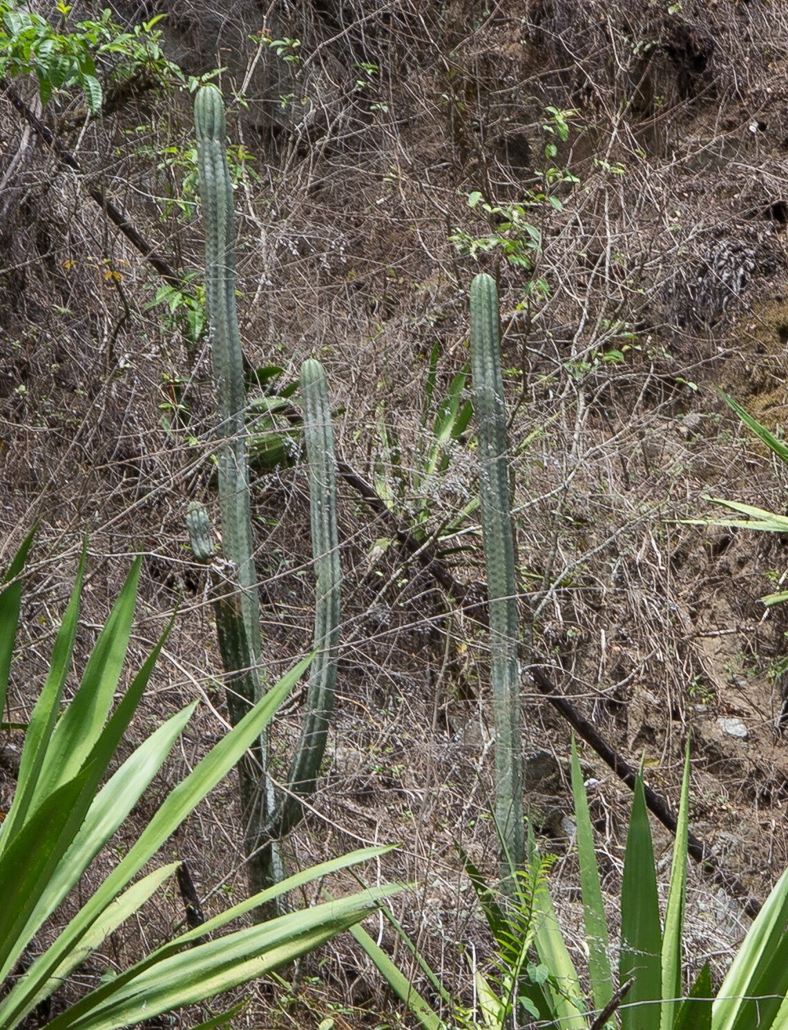 Trichocereus image