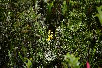 Cyrtochilum aureum image
