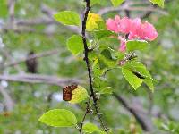 Bougainvillea peruviana image