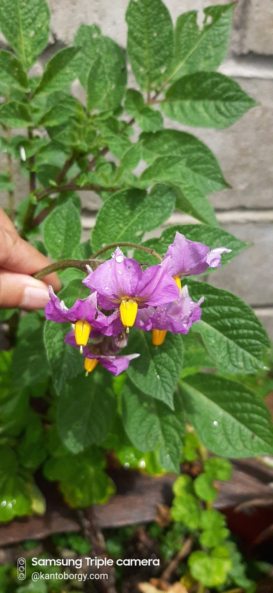 Solanum tuberosum image