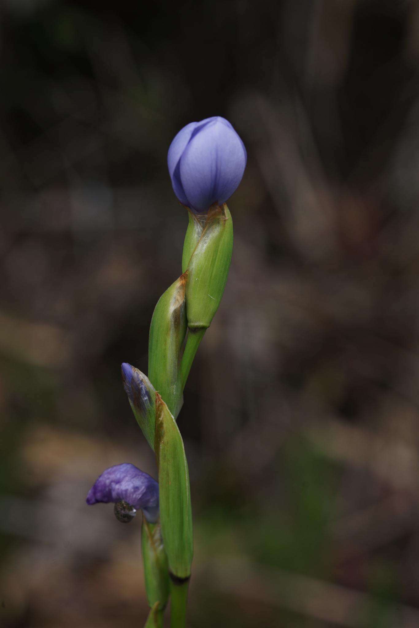 Iridaceae image