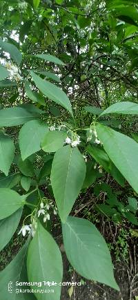Media resource of Solanum corumbense