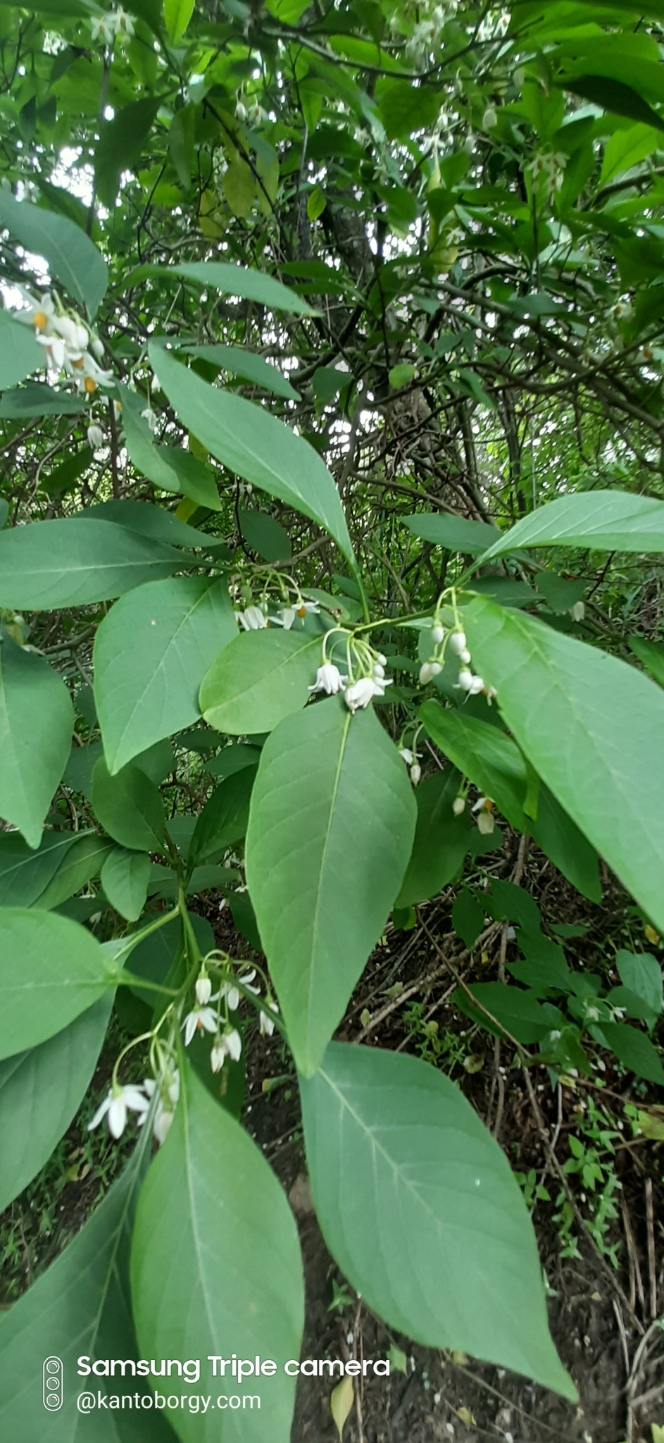 Solanum corumbense image