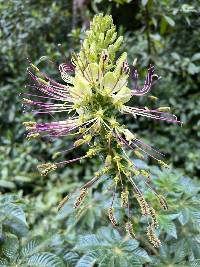 Andinocleome glandulosa image