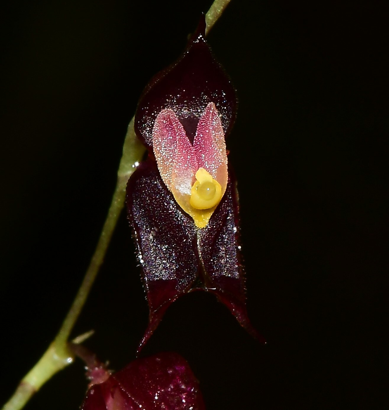 Andinia image