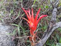 Pitcairnia pungens image