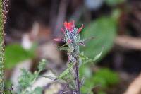 Castilleja arvensis image