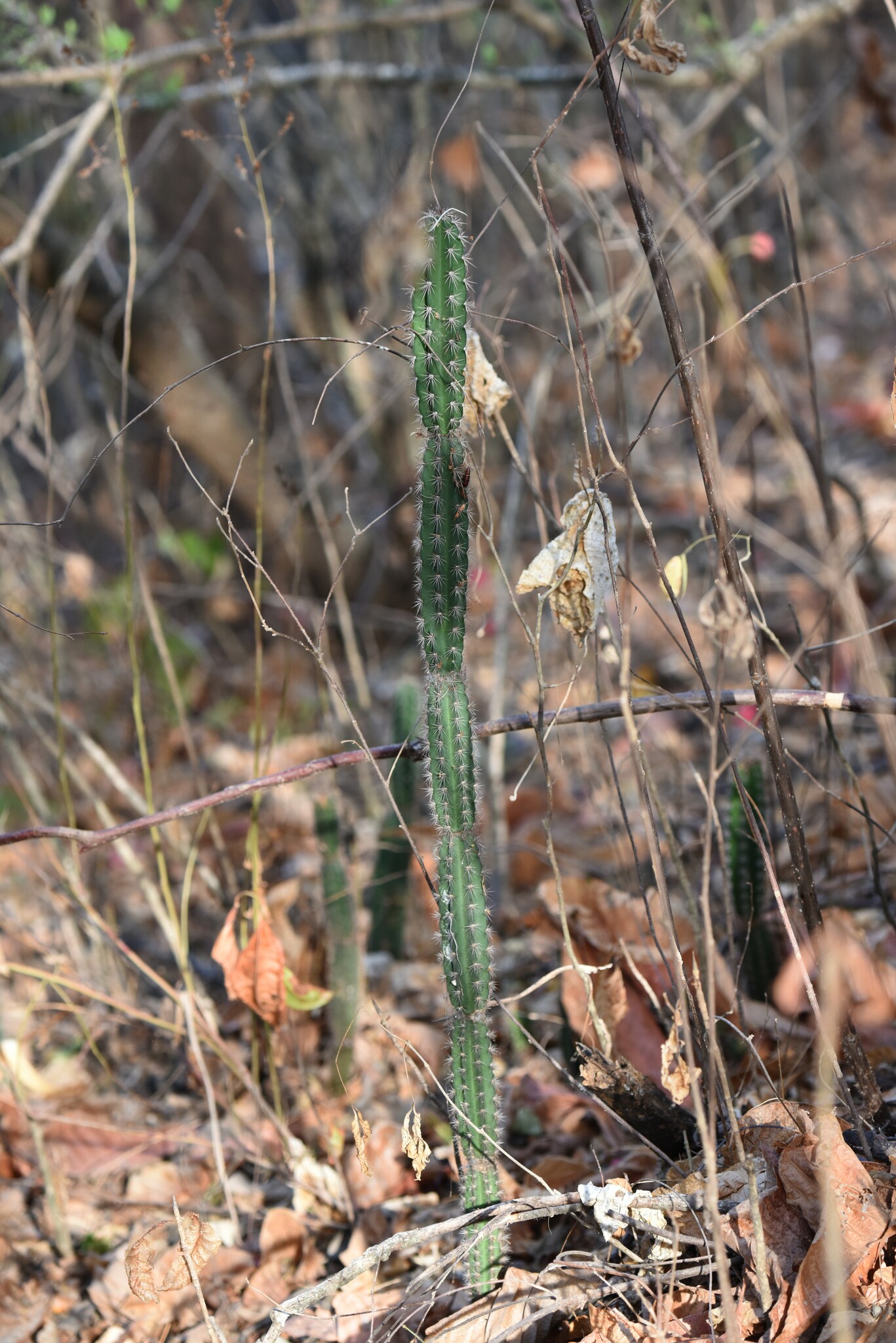 Praecereus euchlorus image