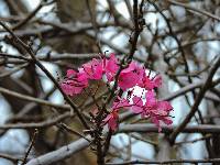 Bougainvillea peruviana image