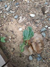 Cavanillesia platanifolia image
