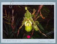 Media resource of Phragmipedium richteri