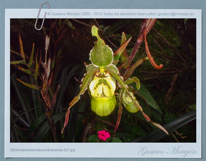 Phragmipedium image