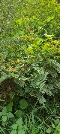 Media resource of Mimosa pigra