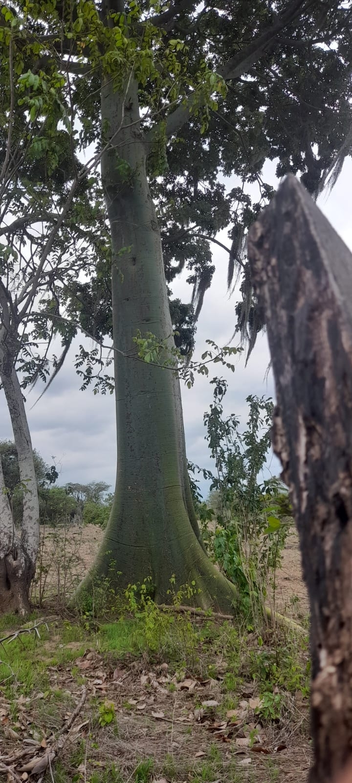 Ceiba image