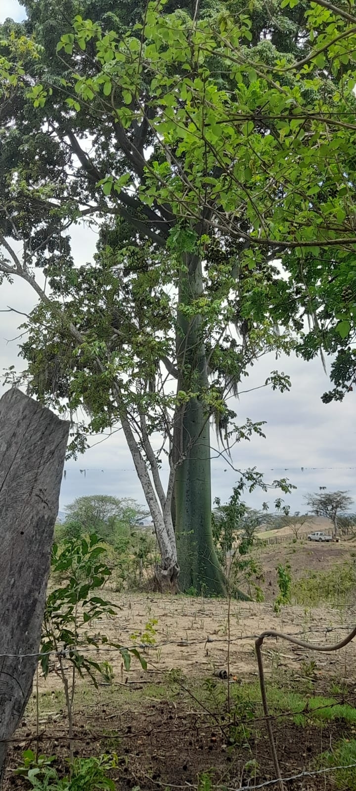 Ceiba image