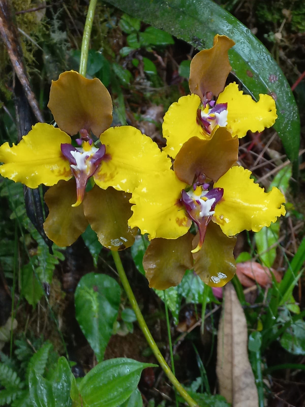 Cyrtochilum image