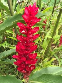 Alpinia purpurata image