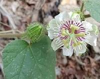 Media resource of Passiflora vesicaria