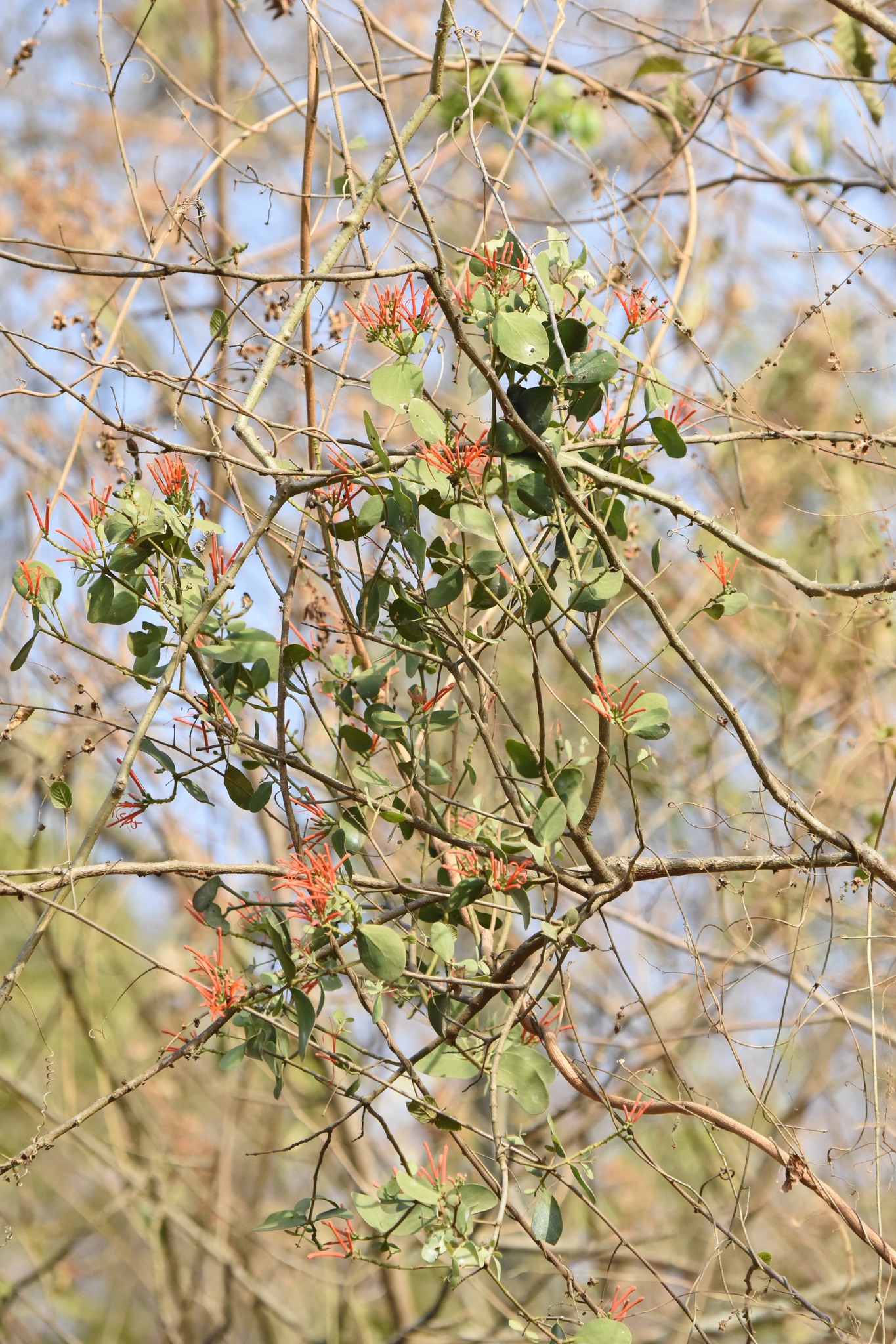 Psittacanthus image