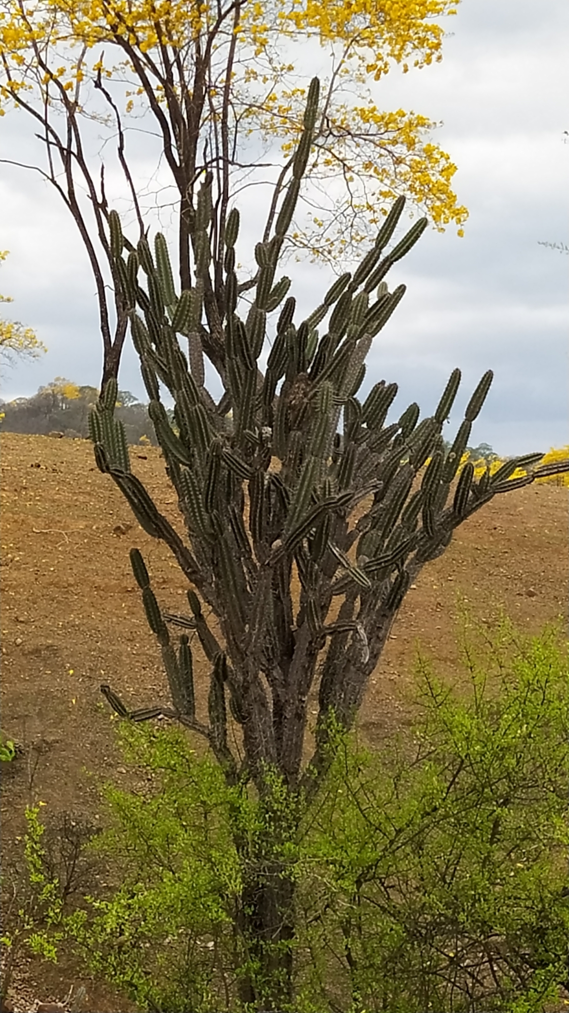 Armatocereus cartwrightianus image