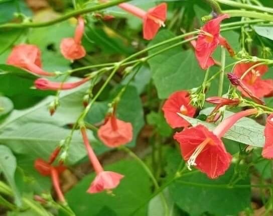 Ipomoea image