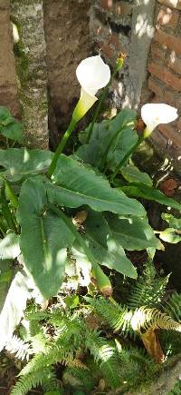 Media resource of Zantedeschia aethiopica