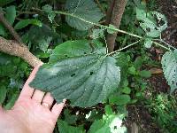 Abutilon dispermum image