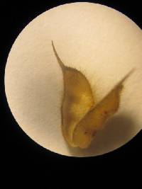 Media resource of Abutilon dispermum