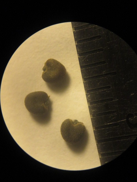 Abutilon image