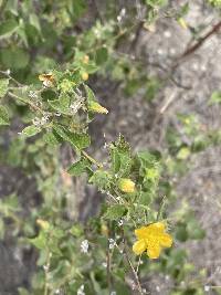Abutilon bivalve image