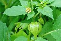Media resource of Physalis angulata