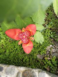 Media resource of Tigridia pavonia