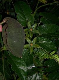 Media resource of Gonolobus rumihuilcanus