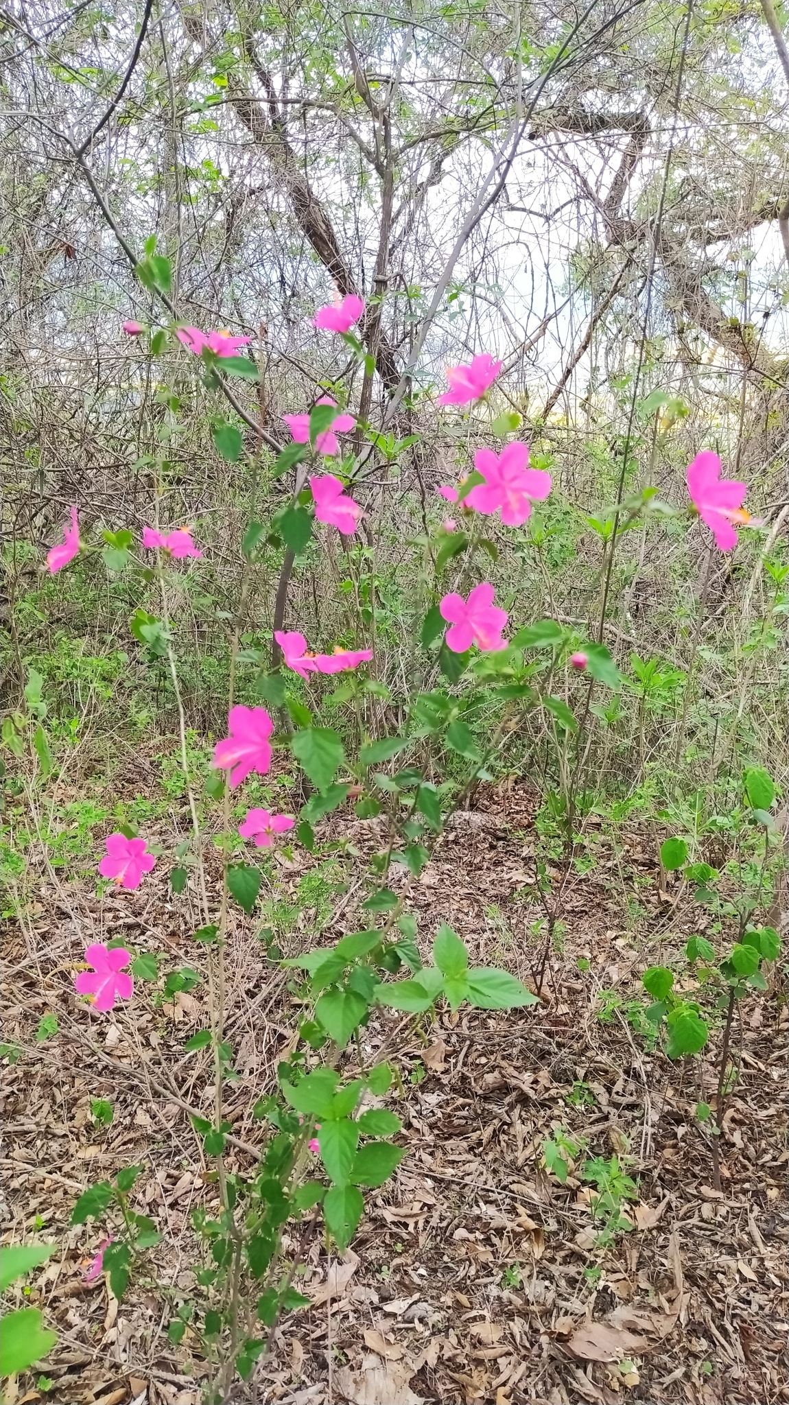 Hibiscus image
